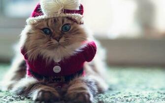 High Resolution Christmas Cat Desktop Laptop Ed In Paws