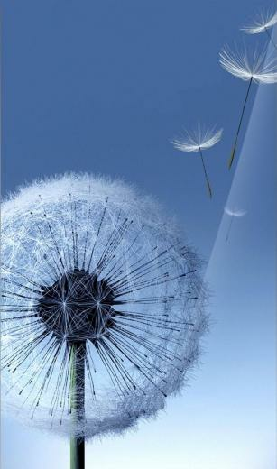 Galaxy Siii Dandelion Live Wallpaper