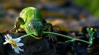 Animal Lizard Wallpaper