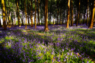 Nature Spring 4k Ultra HD Wallpaper