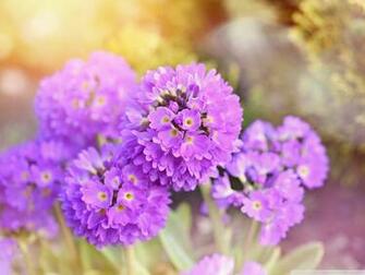 Primrose 4k HD Desktop Wallpaper For Ultra Tv Wide