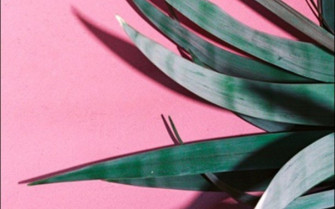 Green Plant Aesthetic Wallpaper On