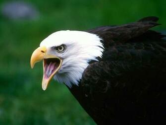 Awesome Animals Wallpaper