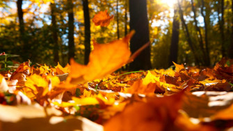 Fall Wallpaper On