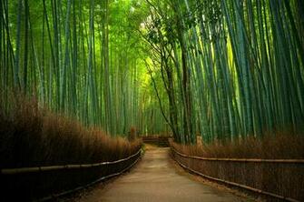 HD Bamboo Forest Wallpaper Desktop Computer