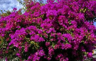 Bougainvillea Wallpaper And Background Image Net