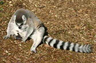 Gallery Animal Wallpaper Mix