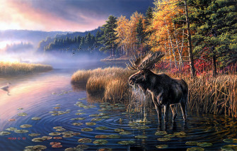 Moose HD Wallpaper