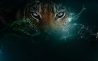 Tigers Image Tiger HD Wallpaper And Background