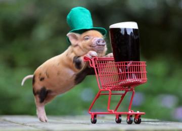 Funny Pig Wallpaper Top Background