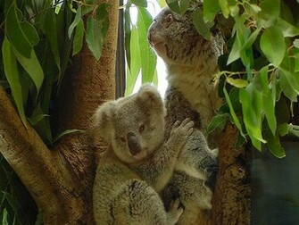 Koala Wallpaper