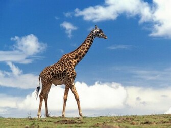 Best Wallpaper Giraffe