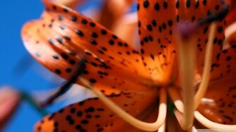 Tiger Lily Wallpaper