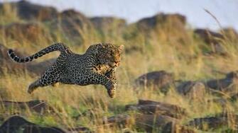 Leopard Cat Predator Jump Wallpaper Background