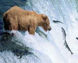 Grizzly Bear Wallpaper