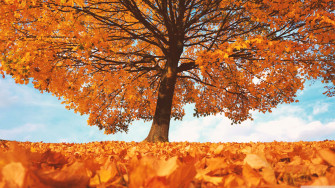 4k Fall Wallpaper