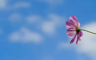 High Definition Wallpaper Widescreen Lcd Desktop