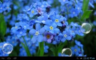 Forget Me Not Live Wallpaper For Android
