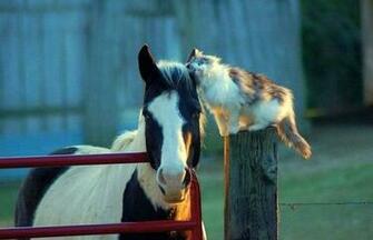 Love You Bf Baby Farm Animals Wallpaper