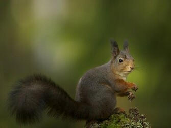 Beautiful Wallpaper Squirrels