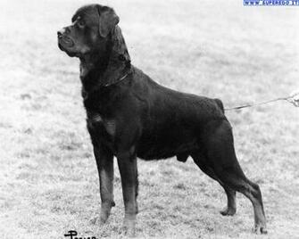 Quotepaty Big Head Of Rottweiler Wallpaper Dogs