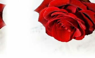 Blood Red Rose Wallpaper For And Other
