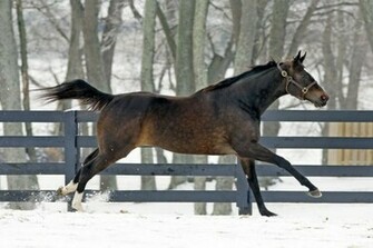 Photos Zenyatta At Play In Her Lane 39s End Paddock