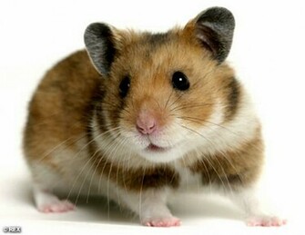 Funny Hamster Photos All Wallpaper New