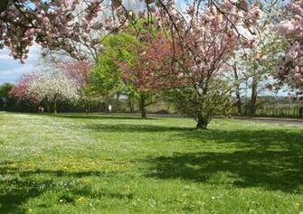 Orchad In Spring Picture Makes A Great Desktop Wallpaper Image Or