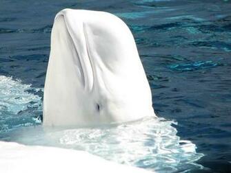Beluga Whale Wallpaper
