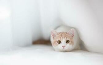 Animated Screensavers For Mobiles Cats 3d