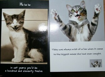 Funny Cat Sayings HD Wallpaper In Imageci