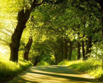 Green Forest Wallpaper