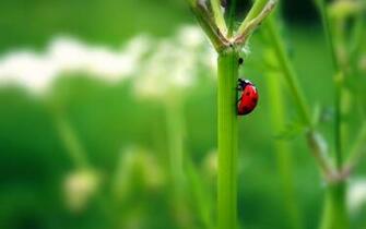 Ladybug Wallpaper