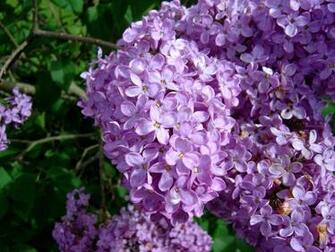 Lilac Bush Wallpaper Bushes