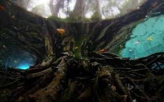 Three Sisters Springs Manatee Sanctuary Florida HD Bing Wallpaper