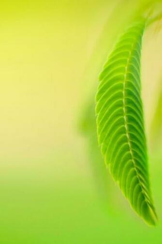 Top HD iPhone Wallpaper And Background Graffies