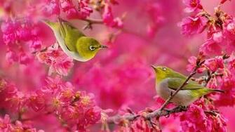Birds And Flowers Wallpaper Live HD Hq Pictures