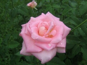 Beautiful Pink Roses Wallpaper
