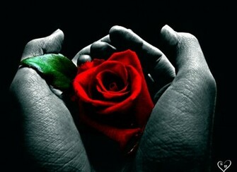 Flowers Pictures Wallpaper Red Roses