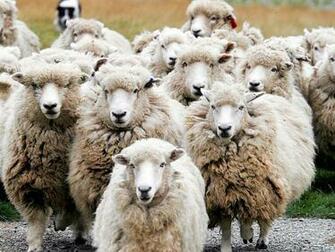 Sheep Image HD Wallpaper And Background Photos