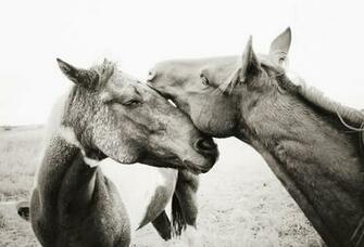 Labels Horse Valentine Cards Printable Card Valentines Day