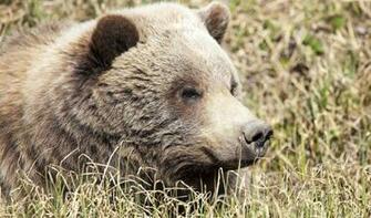 Brown Bear Wallpaper HD