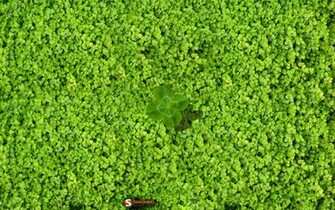 Spring Clover Field Desktop Pc And Mac Wallpaper
