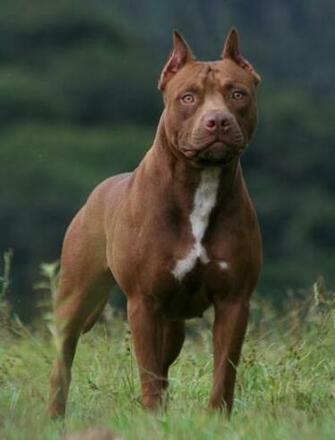 Brown Pit Bull Wallpaper For Phones And Tablets