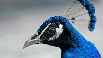 Animals HD Wallpaper Full 1080p