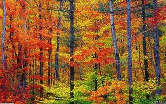 Autumn Colors Wallpaper Open Walls