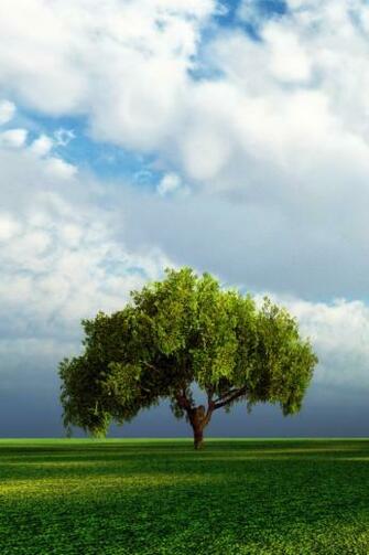 iPhone Background Trees Tree Wallpaper