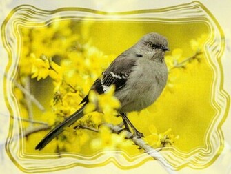 Northern Mockingbird Wallpaper