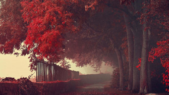 Red Forest Wallpaper
